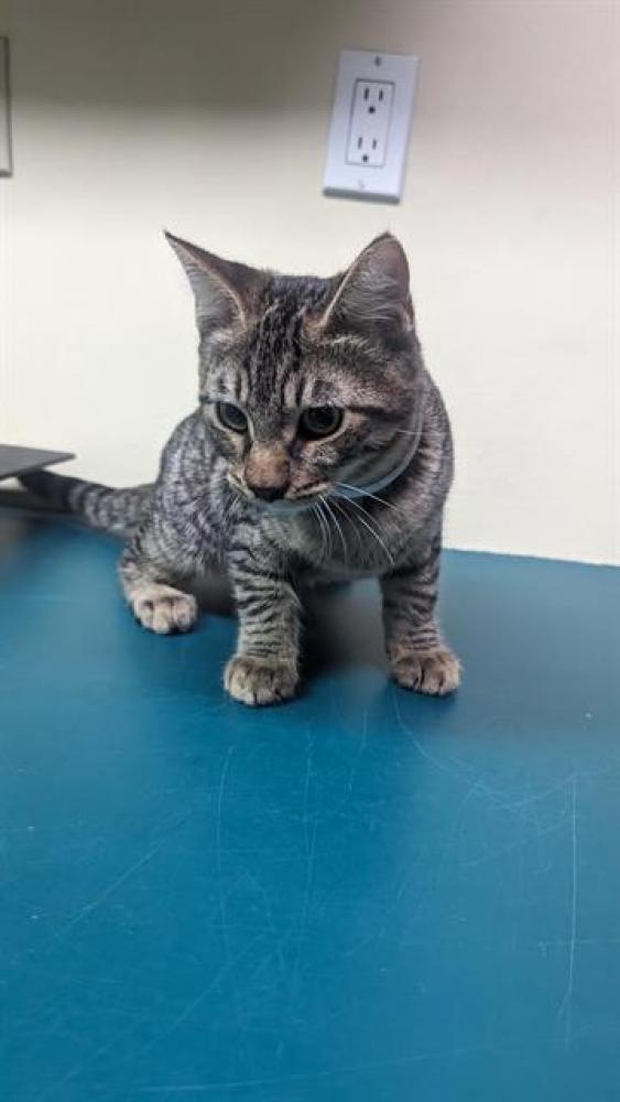 Shelter Stray Male Cat last seen FREMONT AVE, Pasadena, CA 91105