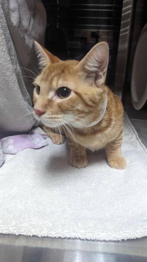 Shelter Stray Male Cat last seen FREMONT AVE, Pasadena, CA 91105