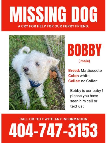Lost Male Dog last seen Near Martindale, Stone Mountain, GA 30088