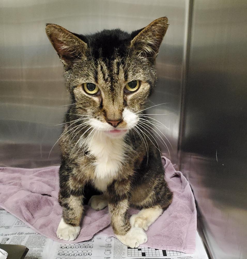 Shelter Stray Unknown Cat last seen , San Pedro, CA 90731