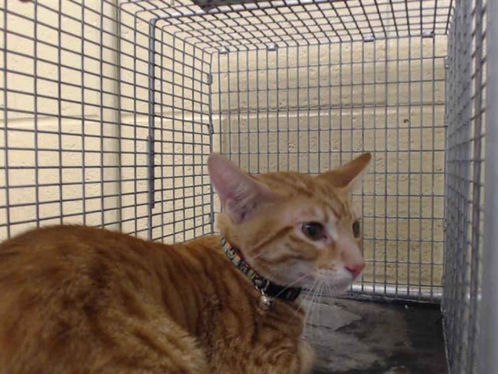 Shelter Stray Male Cat last seen , Downey, CA 90242