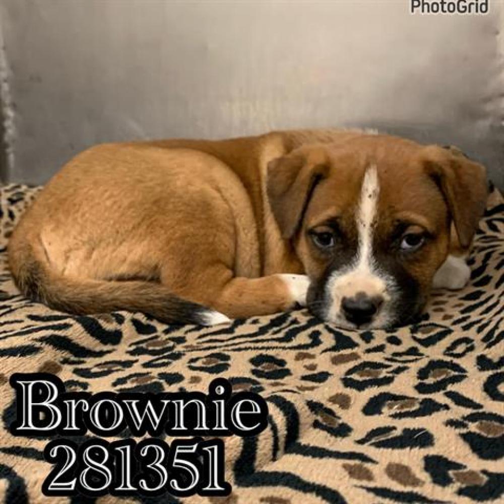 Shelter Stray Male Dog last seen BROWNLIE, Macon, GA 31216