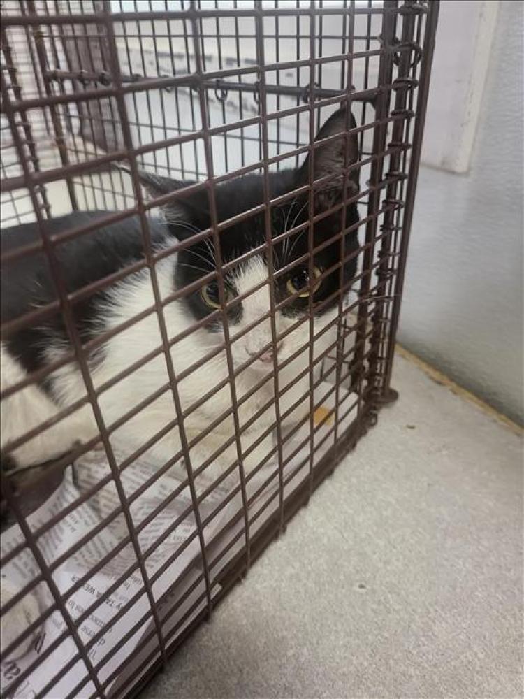 Shelter Stray Unknown Cat last seen , Los Angeles, CA 90047