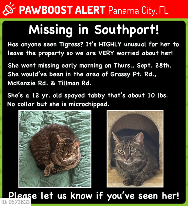 Lost Female Cat last seen Grassy Pt. Rd., McKenzie Rd. & Tillman Rd. In Southport, FL, Southport, FL 32409