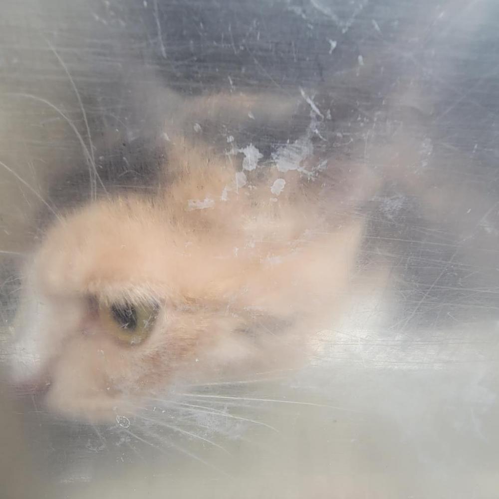Shelter Stray Female Cat last seen , Philadelphia, PA 19140