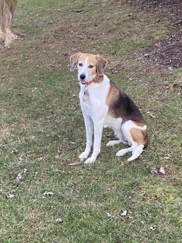 Lost Female Dog last seen Santillaine Circle - Near Creek Crossing and Old Courthouse, Tysons, VA 22182