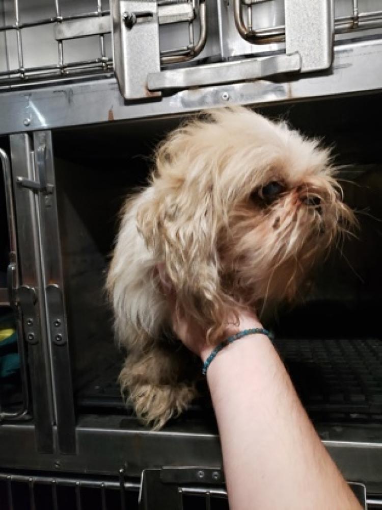 Shelter Stray Male Dog last seen Reading, OH , Cincinnati, OH 45223