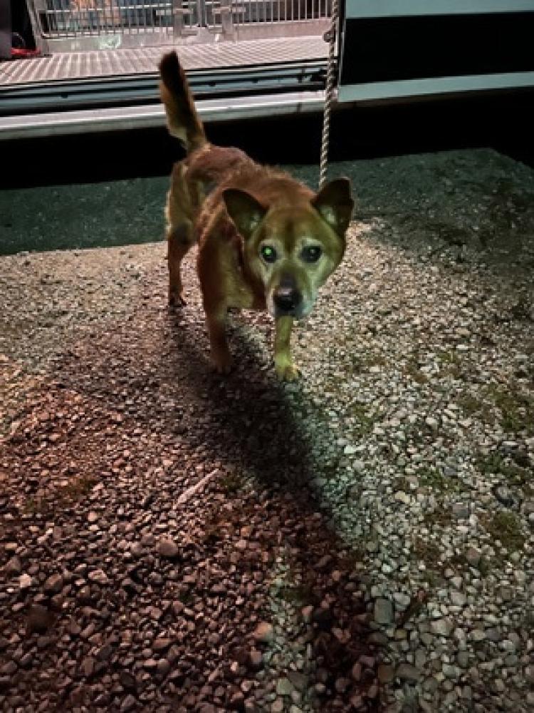 Shelter Stray Male Dog last seen Hamilton County, OH , Cincinnati, OH 45223