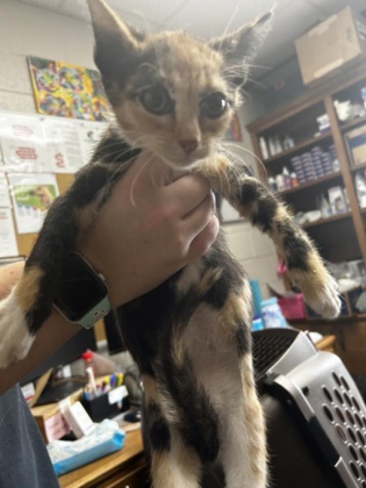 Shelter Stray Female Cat last seen Carroll County, GA 30116, Carrollton, GA 30117