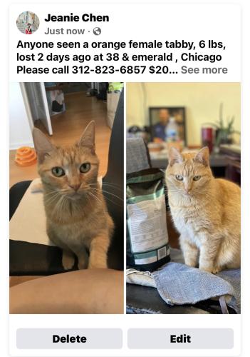Lost Female Cat last seen Halsted/ 38th , Chicago, IL 60609