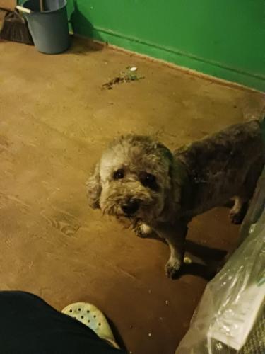 Lost Male Dog last seen 119wentworth, Chicago, IL 60628