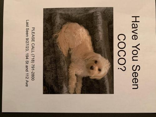 Lost Male Dog last seen 194th Street and 112th Avenue  St Albans, NY, Queens, NY 11412