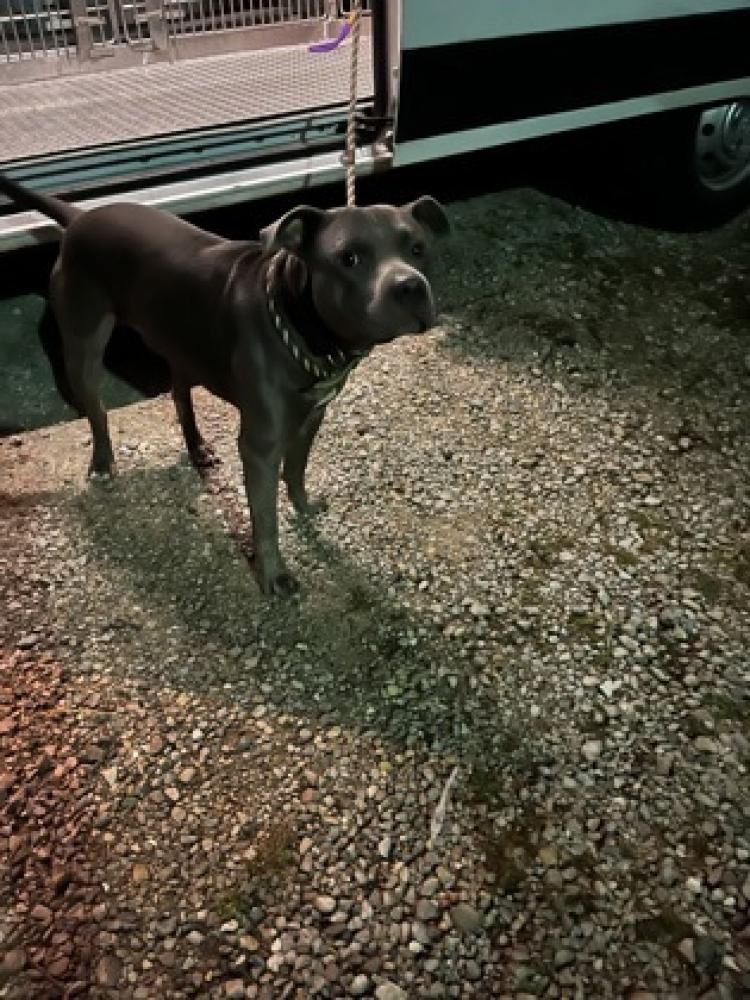 Shelter Stray Male Dog last seen Cincinnati, OH 45218, Cincinnati, OH 45223