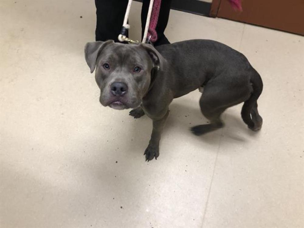 Shelter Stray Male Dog last seen Near BLOCK N 67TH ST, West Milwaukee, WI 53215
