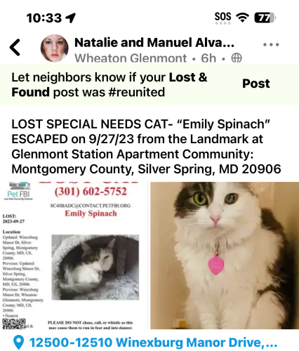 Lost Female Cat last seen Randolph Street and Glenallen Ave. , Silver Spring, MD 20906