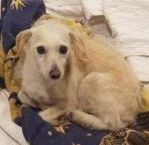 Lost Female Dog last seen Legacy and Thompson Peak Parkway, Scottsdale, AZ 85255