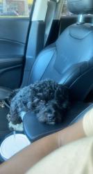 Reunited Male Dog last seen South Meadow , Fort Worth, TX 76133
