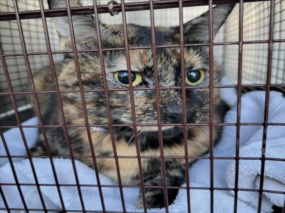 Shelter Stray Female Cat last seen Near BLOCK BRIARCREEK LOOP, Austin, TX 78702