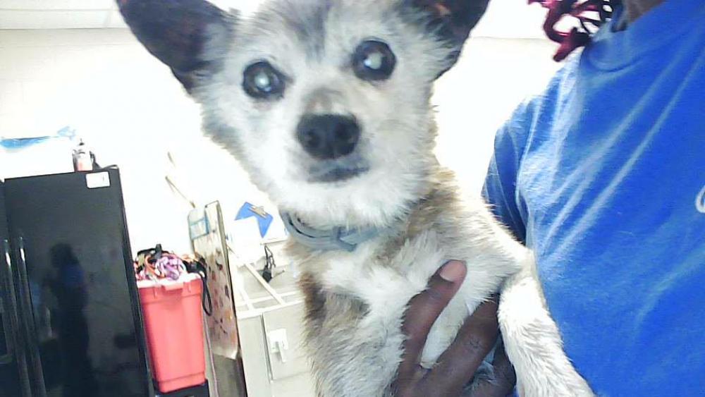 Shelter Stray Female Dog last seen S REILLY RD, FAYETTEVILLE NC 28314, Fayetteville, NC 28306
