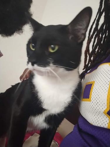 Lost Male Cat last seen Dovefield subdivision at the Intersection of Heath pond Rd and And White pond , Kershaw County, SC 29045