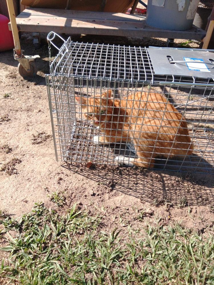 Shelter Stray Unknown Cat last seen Near E. ALEXANDER ST/P.JEANLOUIS #951, LAFAYETTE, LA, 70501, Lafayette, LA 70507