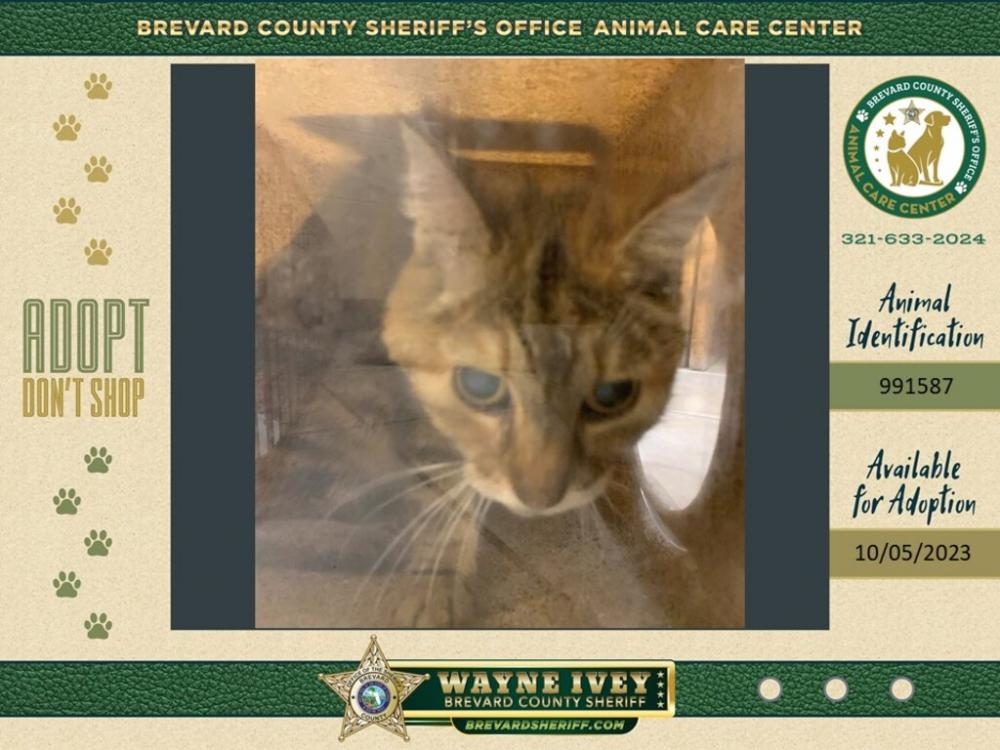 Shelter Stray Female Cat last seen Near Norwood Street, MERRITT ISLAND, FL, 32953, Melbourne, FL 32934