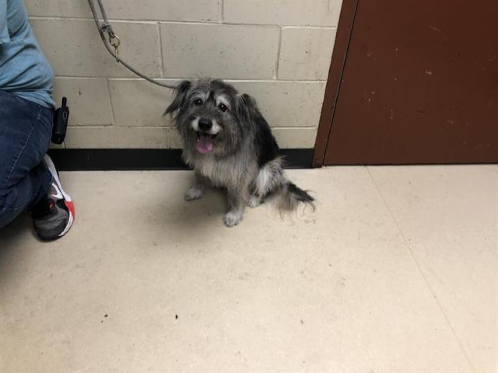 Shelter Stray Male Dog last seen 48TH & GARFIELD, West Milwaukee, WI 53215