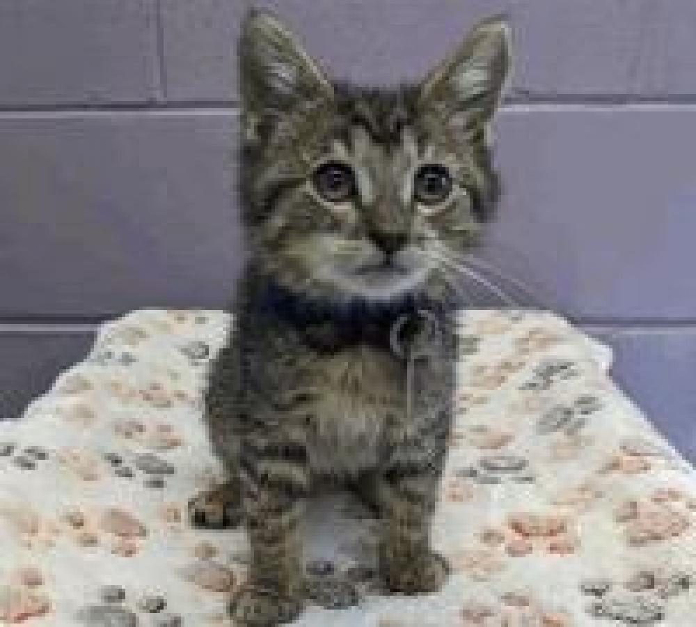 Shelter Stray Male Cat last seen TRANSFER IN, Denver, CO 80223