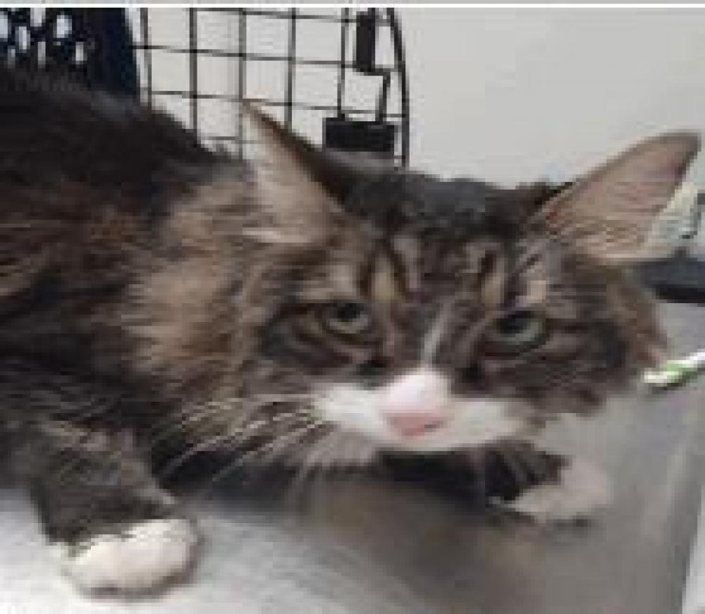 Shelter Stray Female Cat last seen TRANSFER IN, Denver, CO 80223