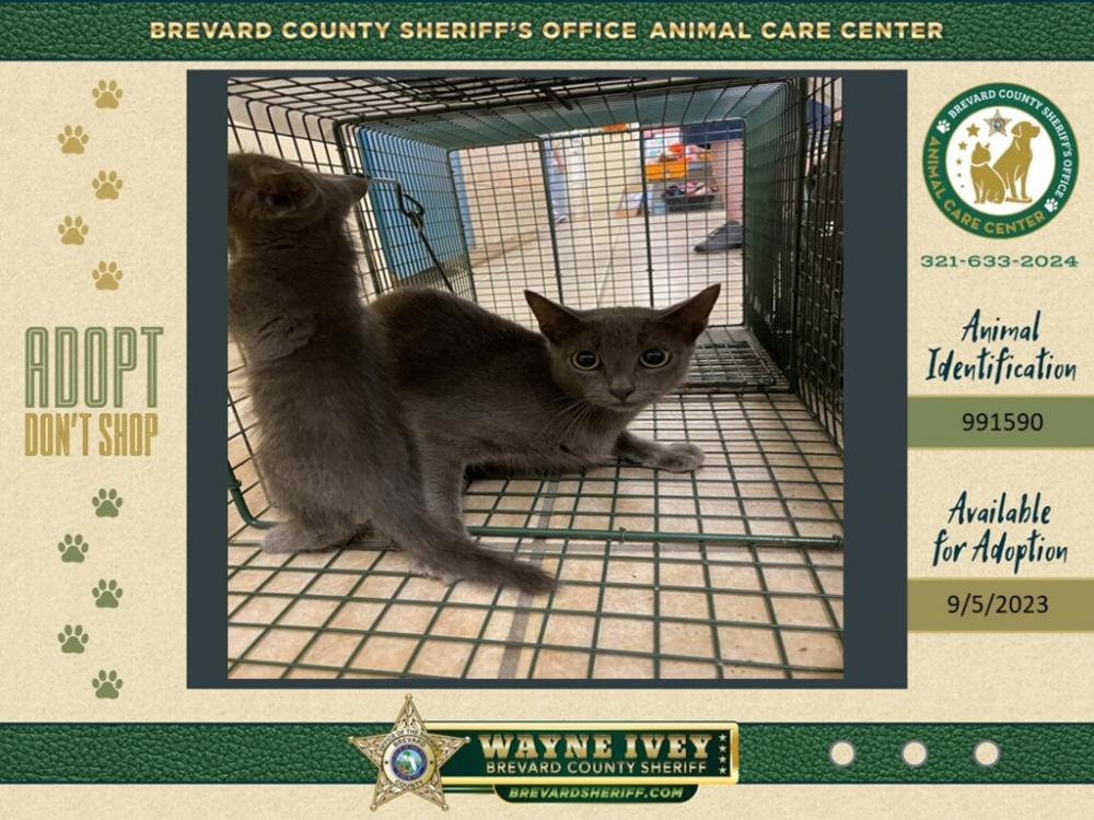Shelter Stray Female Cat last seen Near McFarland Drive, COCOA, FL, 32922, Melbourne, FL 32934