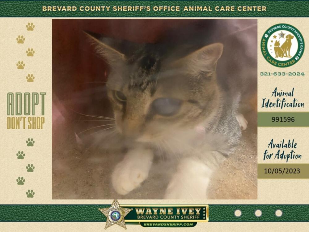 Shelter Stray Unknown Cat last seen Near Hilldale Drive, COCOA, FL, 32922, Melbourne, FL 32934