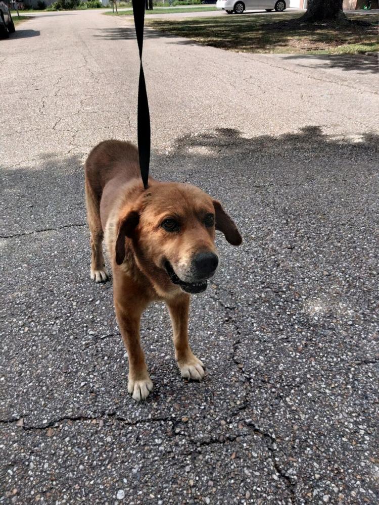 Shelter Stray Male Dog last seen Near Homas Road, LAFAYETTE, LA, 70501, Lafayette, LA 70507