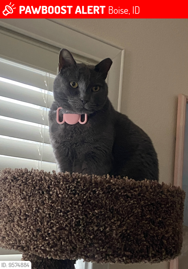 Lost Female Cat last seen Adonis Way & E. Lake Forest Dr, Boise, ID 83716