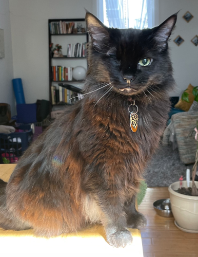 Lost Female Cat last seen California and Thomas by Adam Son & Daughter, Chicago, IL 60622