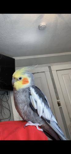Lost Female Bird last seen 92nd st & Pace Ave, Watts, CA 90002