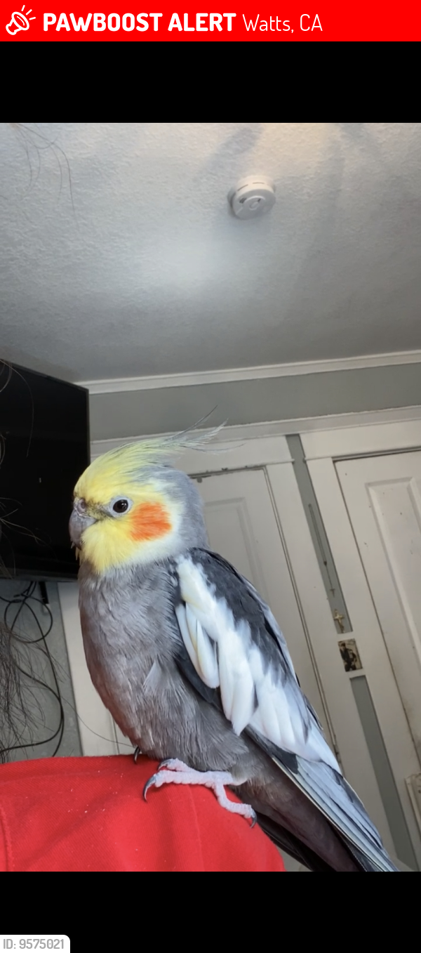 Lost Female Bird last seen 92nd st & Pace Ave, Watts, CA 90002