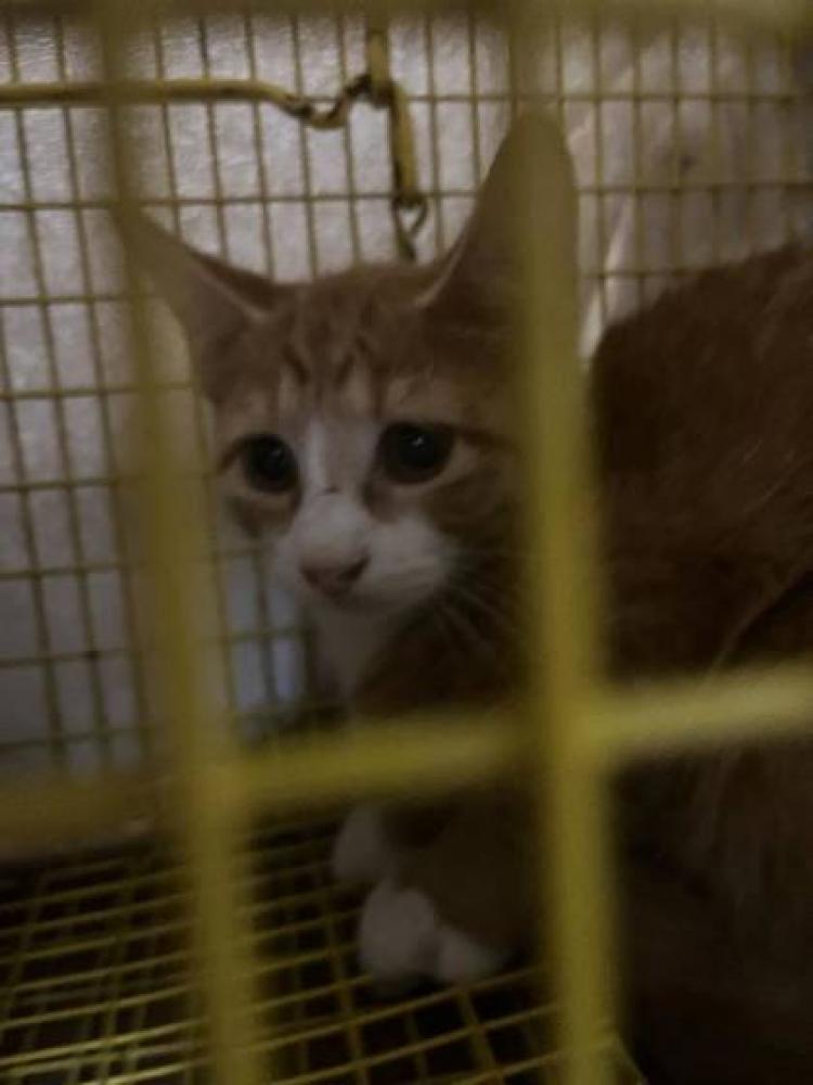 Shelter Stray Male Cat last seen Near Bronzewood St, Out Of Parish, LA, Baton Rouge, LA 70820