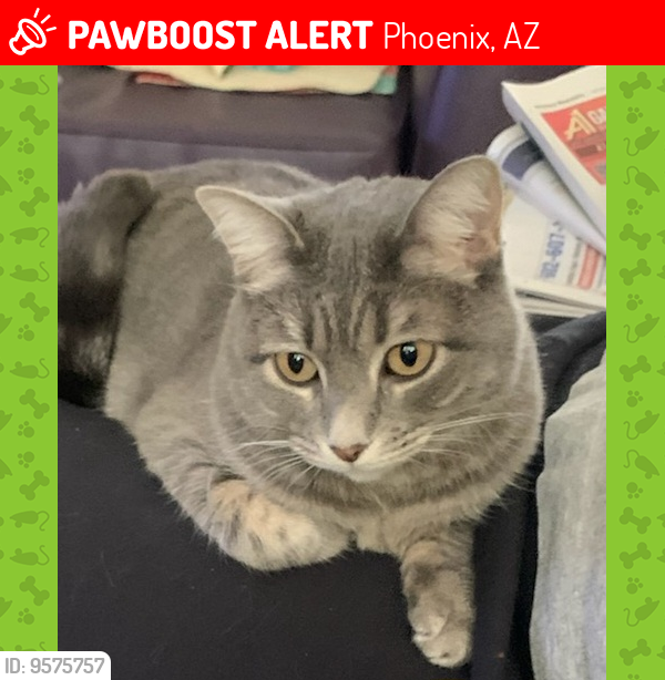 Lost Female Cat last seen desert foothills parkway, Phoenix, AZ 85048
