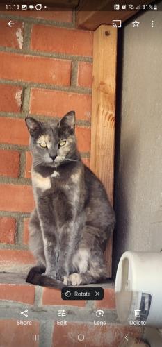 Lost Female Cat last seen Cherokee drive and Cherokee Ct , Salinas, CA 93906