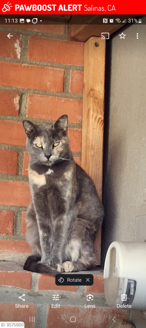 Lost Female Cat last seen Cherokee drive and Cherokee Ct , Salinas, CA 93906