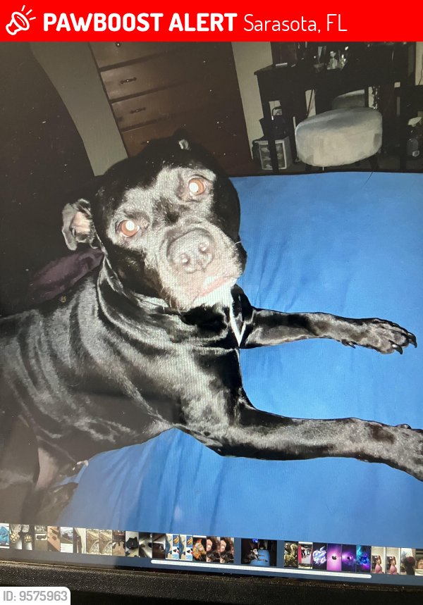 Lost Female Dog last seen Humane Society of Sarasota, Sarasota, FL 34237