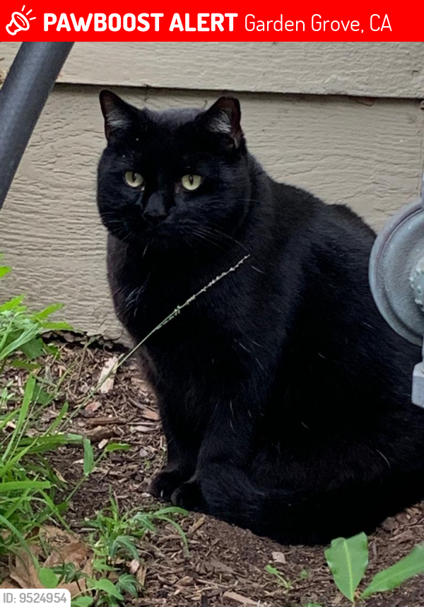 Garden Grove, CA Lost Male Cat, Leonard Is Missing PawBoost