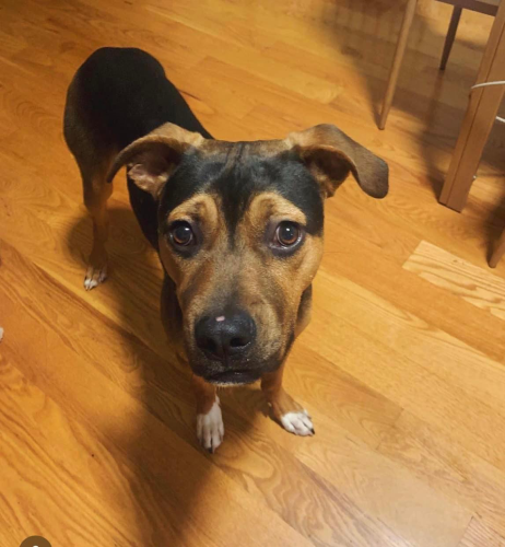 Lost Male Dog last seen Sea Scape cndmniums, East Haven, CT 06512