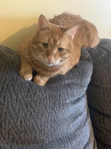 Lost Male Cat last seen Castlewood , Conway, SC 29526