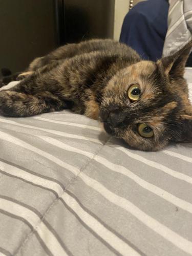 Lost Female Cat last seen Across the street from Quince Orchard High scholl , Gaithersburg, MD 20878