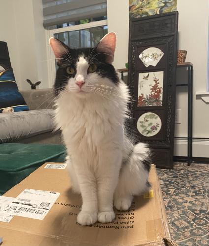 Lost Male Cat last seen Quincy St, Brooklyn, NY 11238