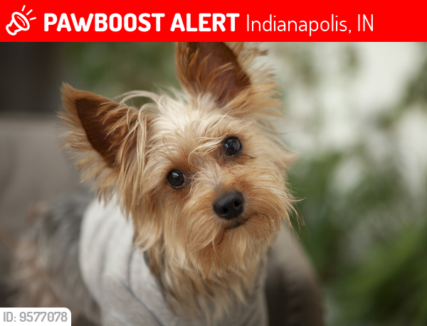 Lost Male Dog last seen Shadeland ave and e 16th st , Indianapolis, IN 46219