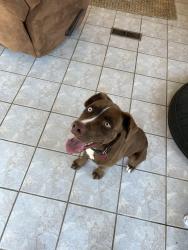 Lost Male Dog last seen Near somervell st, Albuquerque, NM 87112