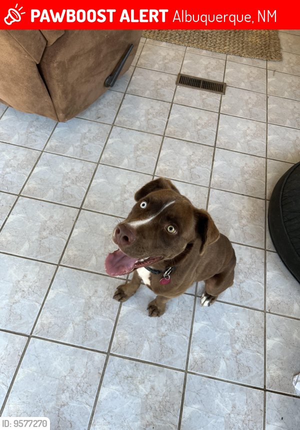 Lost Male Dog last seen Near somervell st, Albuquerque, NM 87112