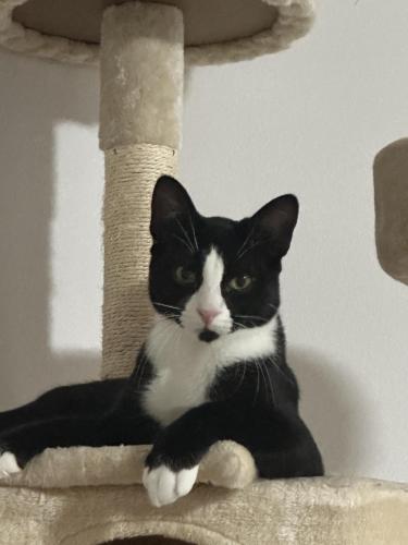 Lost Male Cat last seen Northern Blvd & 161th Street, Queens, NY 11358